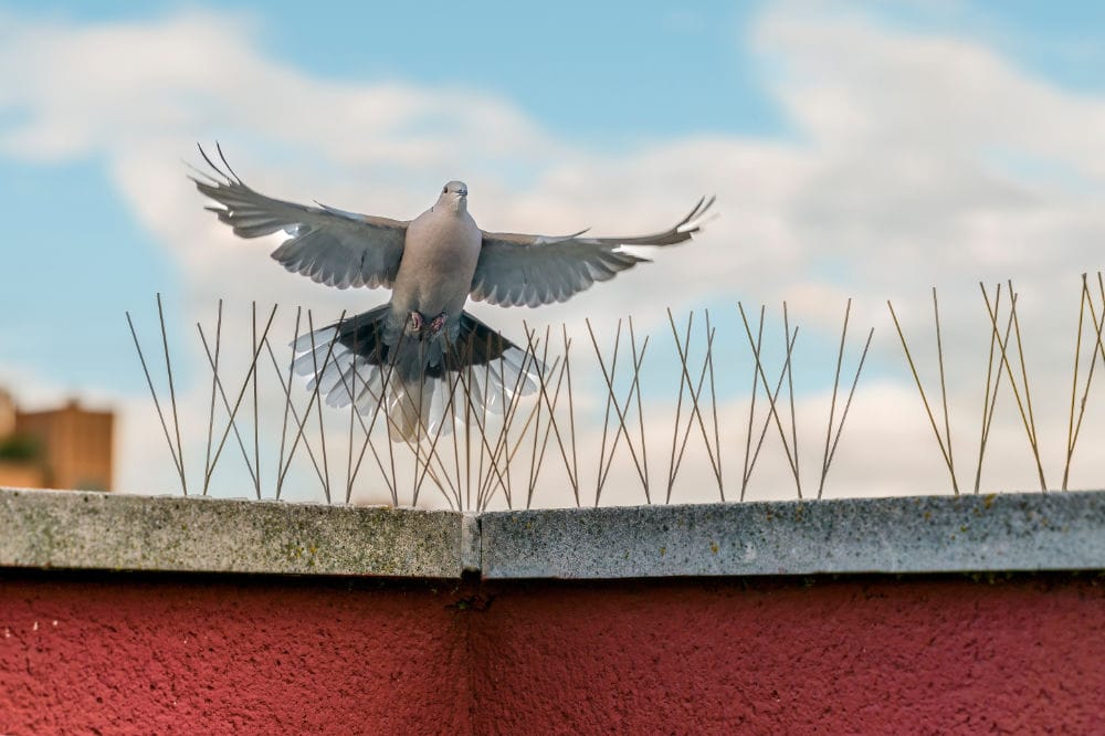 Pigeon tentant d’atterrir sur un rebord protégé par des pics anti-volatiles, dispositif installé pour éloigner les oiseaux nuisibles.